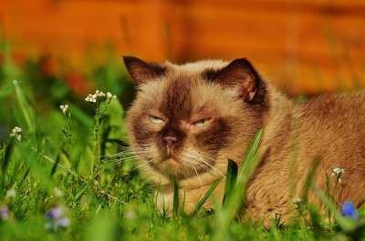 英国短毛猫 说谎 轻松 猫 纯种 可爱的 动物 家猫 生物