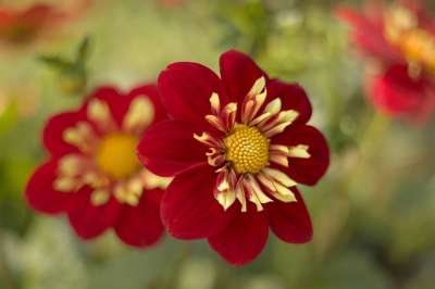 大丽 开花 花园 关闭 花园花 花瓣 花摄影 红色的 黄色