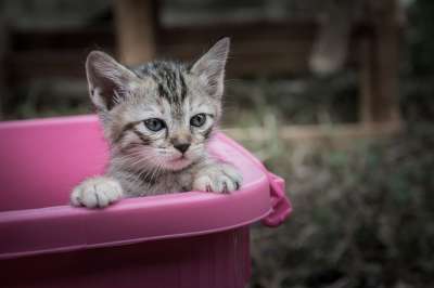 Kittycat 小猫 猫 动物 宠物 睡觉 年轻的动物