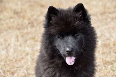 狗 狗Eurasier 小狗 年轻的狗 Eurasier黑颜色的