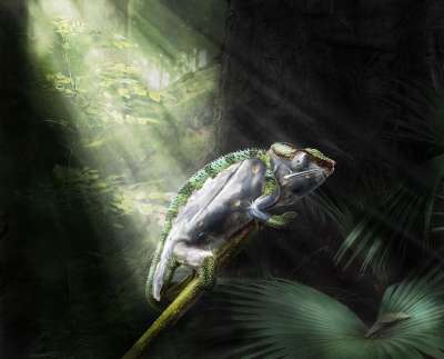 作曲 骆驼 幻想 Photoshop 森林 异国情调 动物 蜥蜴