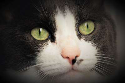 眼睛 猫 纵向 动物 头 蓬松的 胡子 外貌 年轻 虹膜