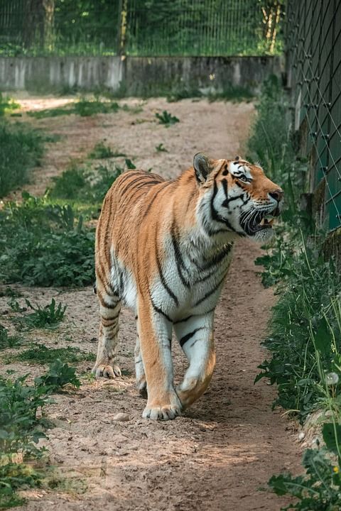老虎 动物 动物园 大猫 条纹 猫科动物 哺乳动物 自然