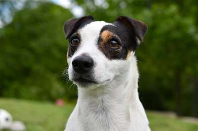 狗 杰克罗素 动物 梗犬 可爱