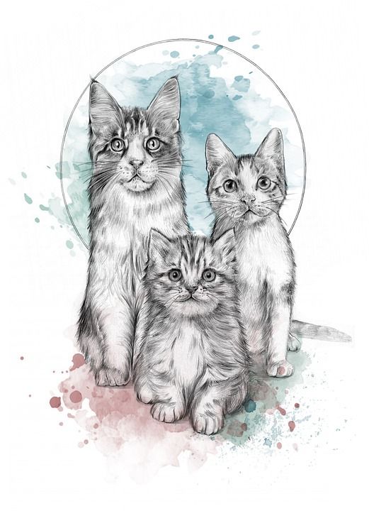 猫 小猫 宠物 年轻的猫 动物 家猫 猫科动物 哺乳动物 绘图