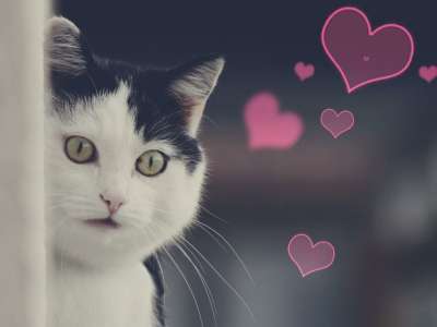 猫 家猫 动物 家畜 乐趣 黑和白 野生动物 可爱的