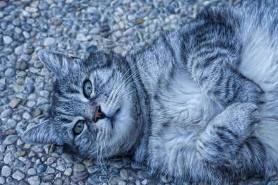 猫 满意 说谎 地面 动物 家猫 家畜 细心 自在 动物肖像