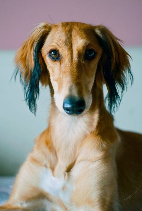 萨路基 波斯猎犬 动物 品种 狗 猎犬 波斯语 国内的 宠物