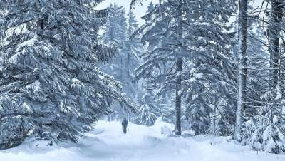 冬季 方式 男人 暴风雪 行进 孤单 雪 景观 性质 树木