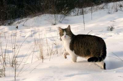 猫 鲭鱼 雪 冬天 动物 家猫