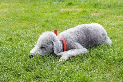 贝德灵顿梗 狗 宠物 动物 犬类 梗犬 贝德灵顿 睡着了 睡眠