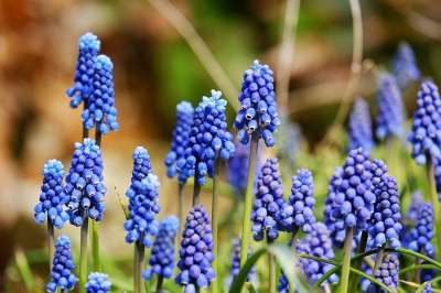 葡萄风信子 开花 花 蓝色的 观赏植物 园林植物 风信子 芦笋