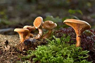 蘑菇 菌 菌类 苔藓 地面 植物 森林 秋天