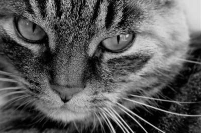 猫 动物 黑和白 家畜 家猫 猫眼 鲭鱼 猫脸