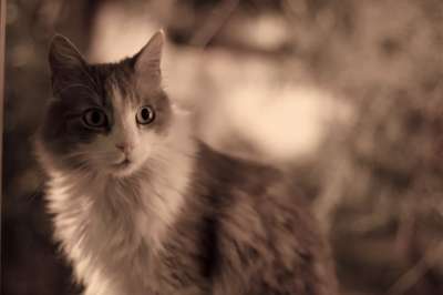 猫 动物 猫科动物 吉祥物