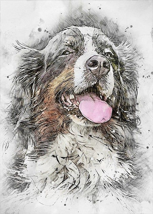 伯恩山犬 狗 画画 艺术品 犬类 肖像 纯品种 宠物 狗的画