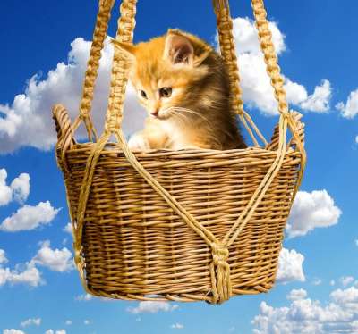 动物 猫 家畜 年轻的猫 小的猫 篮子 手表 玩 天堂 云