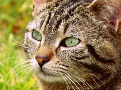 动物 猫 可爱 哺乳动物 毛皮 肖像 自然 宠物 头 眼睛