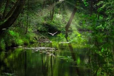 湖 森林 Waldsee 扩张 自然 景观 水库 坝 树