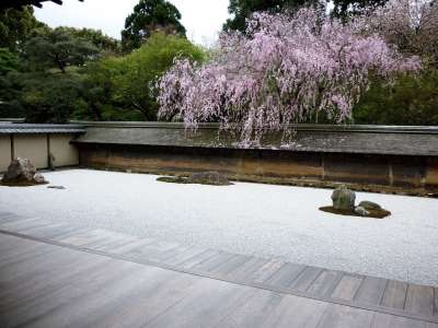 禅 花园 日本人 亚洲人 花朵 树木 木头