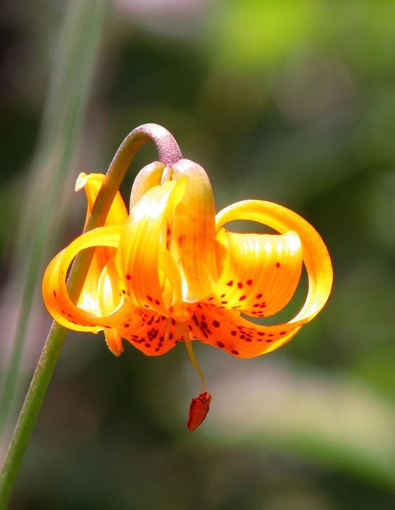 虎百合 花 自然 春天 盛开 有天赋的人 百合 花瓣 植物