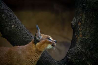 猫 动物 野生动物 野猫 动物园