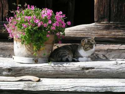 花 夏天 在阴影中 猫 说谎 家畜 动物 猫科动物 小猫 休眠