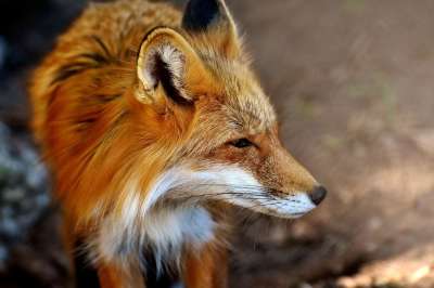 狐狸 野生动物 动物肖像 自然 生物 野生公园