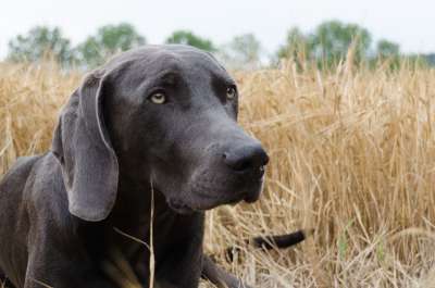 狗 犬只 头 动物 鼻子 家畜 动物肖像 年轻的狗 猎犬 四足