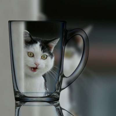 猫 家猫 动物 家畜 乐趣 黑和白 野生动物 可爱的 玻璃