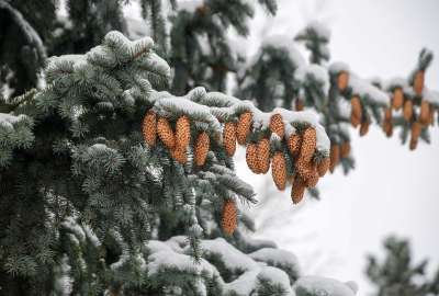 枞树 针叶树 松果 雪 冬天 自然