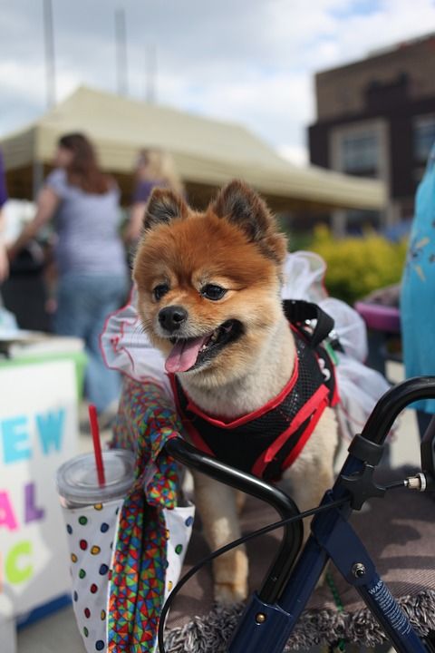 狗 节日 庆典 人行道 动物 自然 博美犬 绒球