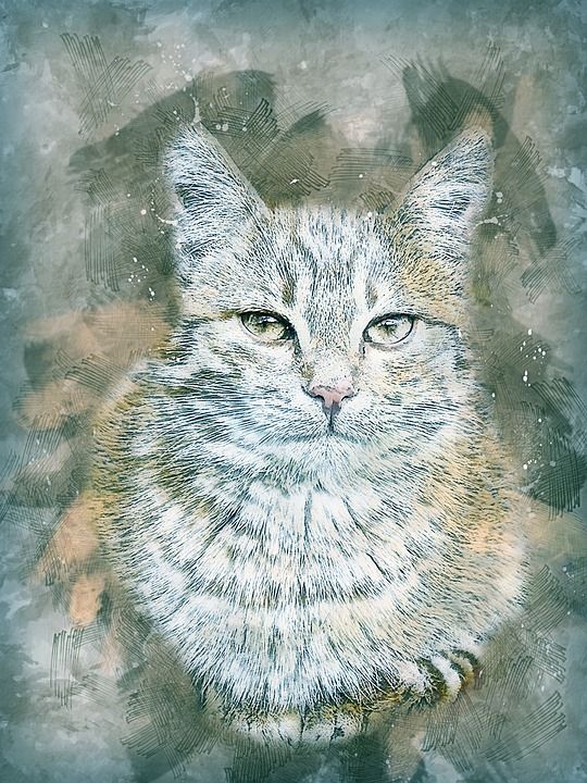 猫 宠物 艺术 抽象 水彩 优质的 艺术的 动物 设计 水彩画