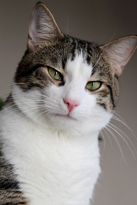 猫 老虎着色 白色的皮毛 美丽的 Pat 肖像 冷静 绿眼睛