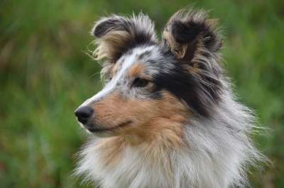 狗 母狗 设得兰群岛牧羊犬公主 动物 蓝色的梅尔 犬类 狗肖像