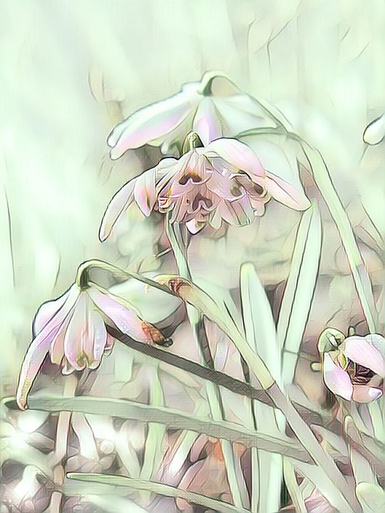 雪花莲 野生 春天 数字绘画 粉彩 开花 植物