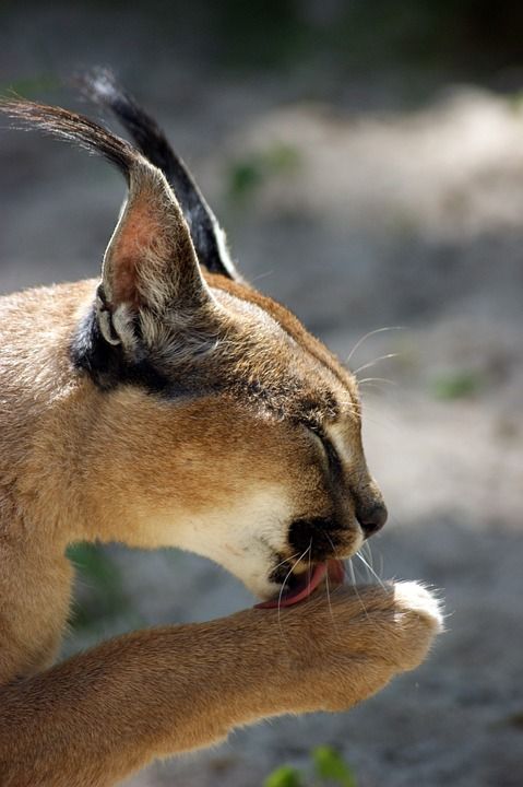 狞猫 迈克尔斯 猫 捕食者 爪子 休息 舔 耳朵 鼻子 舌头