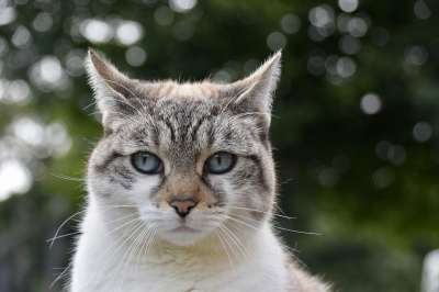 动物 猫 哺乳动物 宠物 猫科动物 阴云