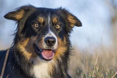 边境牧羊犬 牧羊犬 Herdingdog 狗 工作狗