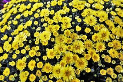 花朵 黄色 菊花 植物 菌群 太阳的 性质 花园 背景 植物学