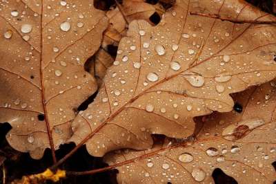 秋天 棕色 细节 降低 滴 落下 叶子 自然 户外的 雨
