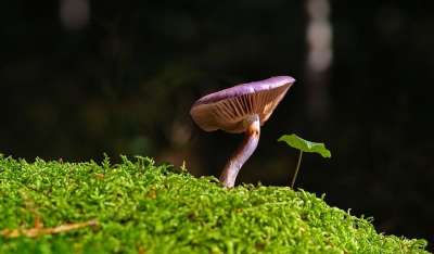 蘑菇 苔藓 自然 菌 森林地面 落下 森林