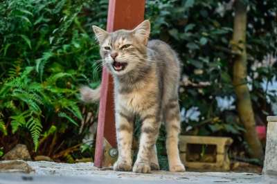 喵 猫 迷路 年轻 小猫 动物 户外的 虎斑猫