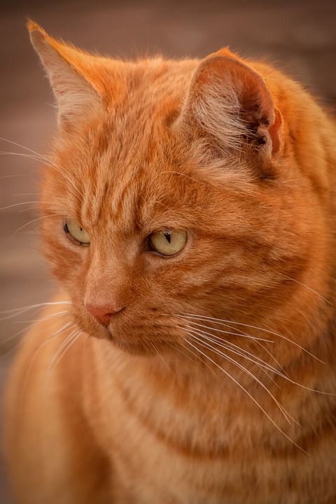 猫 动物医院 纵向 头 动物 家猫 哺乳动物 毛皮 性质 猫眼
