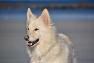 狗 可爱 小狗 动物 海滩 沙哑 Bordercollie 海