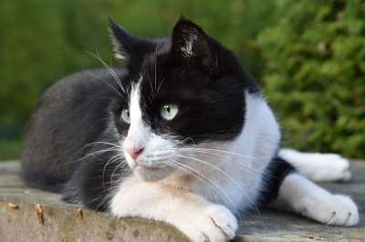猫 驯化 黑色和白色 猫科动物 动物 躺着的猫 猫看 头猫