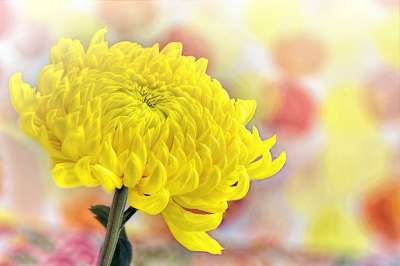 黄色 菊花 春天 阳光明媚 文本空间 自然 花 植物群 夏天