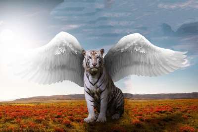 光 老虎 猫 自然 太阳 丰富多彩的 大