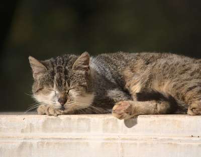 猫 宠物 动物 国内的 猫科动物 哺乳动物 小憩 宁静 禅