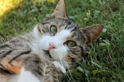 猫 猫眼 猫脸 Katzenkopf 头 可爱的猫咪 动物 猫鼻子